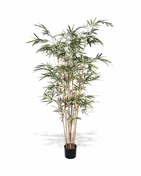 P1761-ROYAL BAMBOO TREE