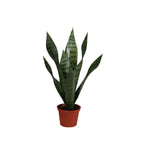 P1763-BABY SANSERVERIA