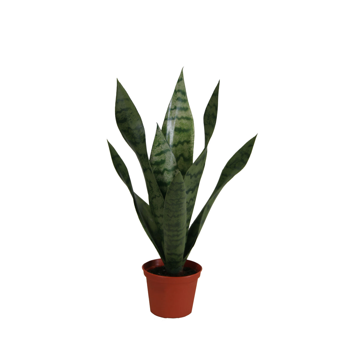 P1763-BABY SANSERVERIA