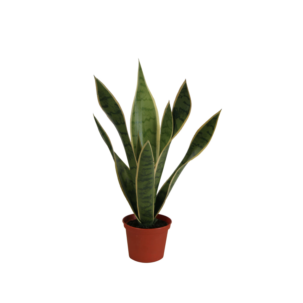 P1763-BABY SANSERVERIA