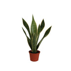 P1763-BABY SANSERVERIA