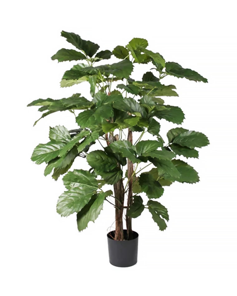 P1766-BRAZILIAN CHESTNUT TREE