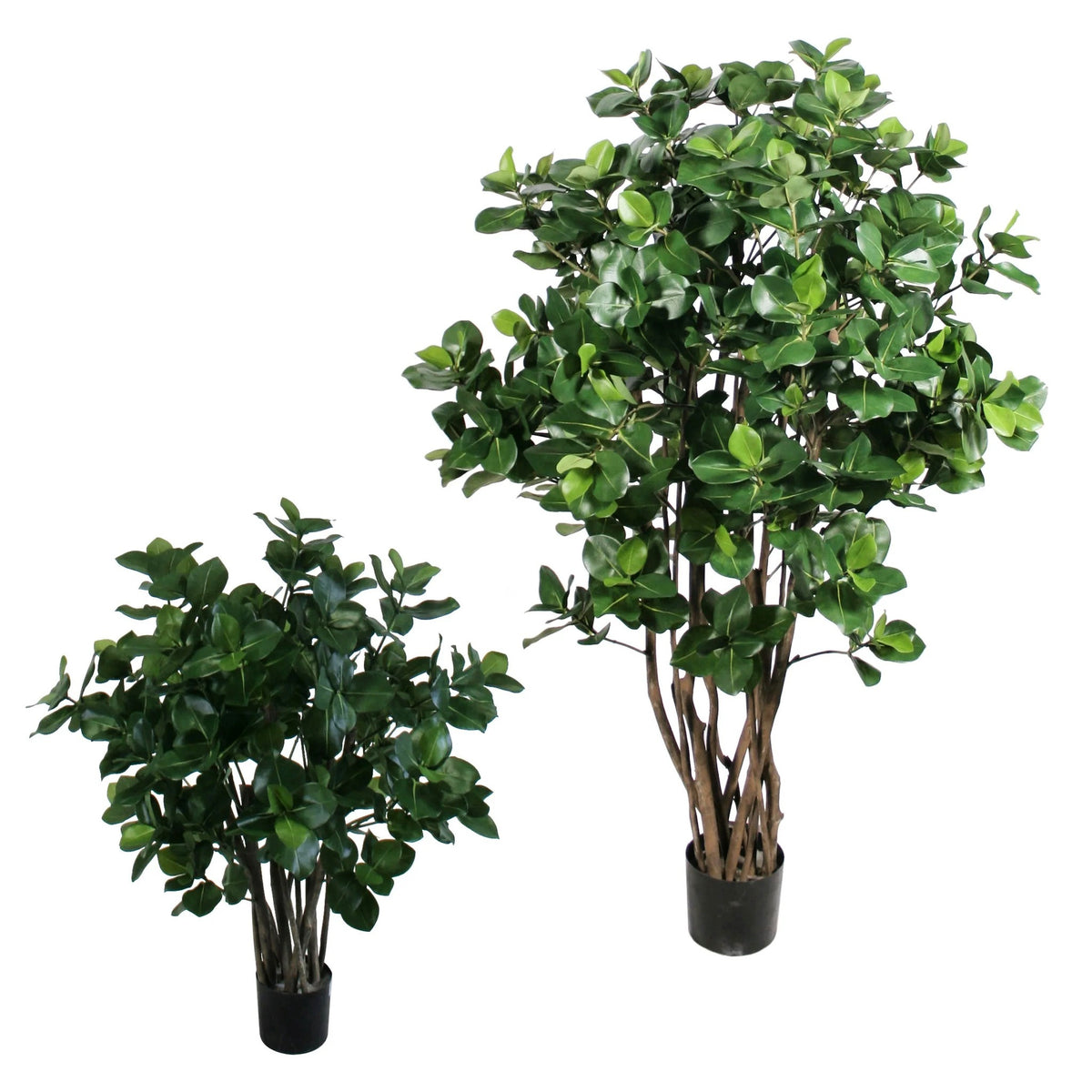P1773-GOLDEN LAUREL TREE