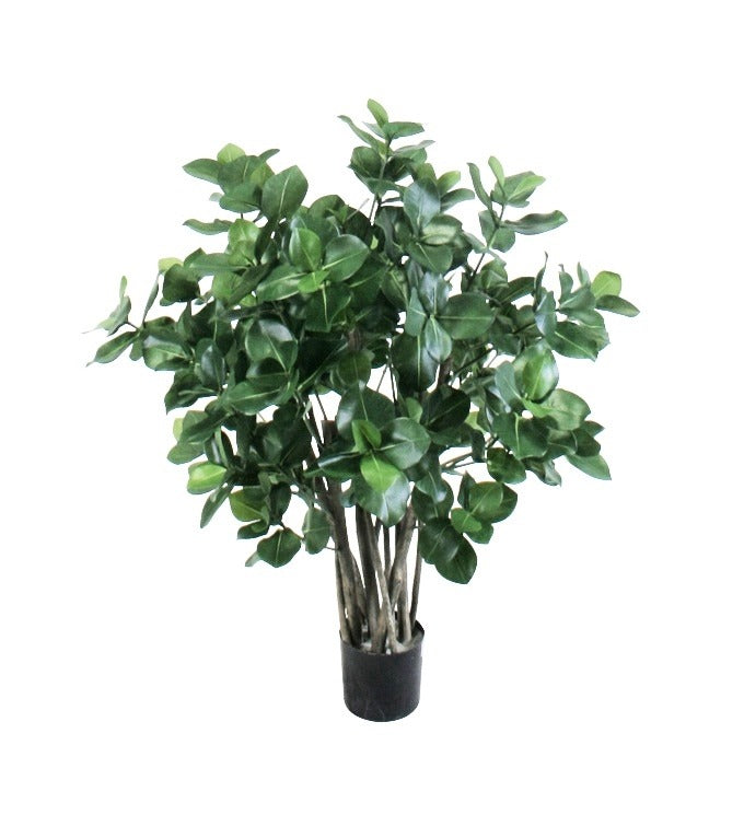 P1773-GOLDEN LAUREL TREE