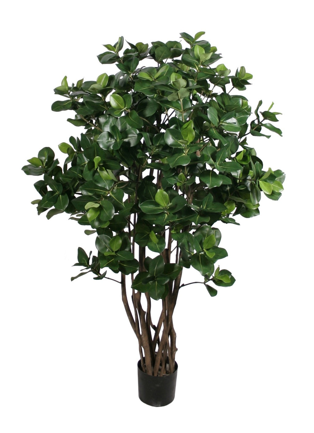 P1773-GOLDEN LAUREL TREE