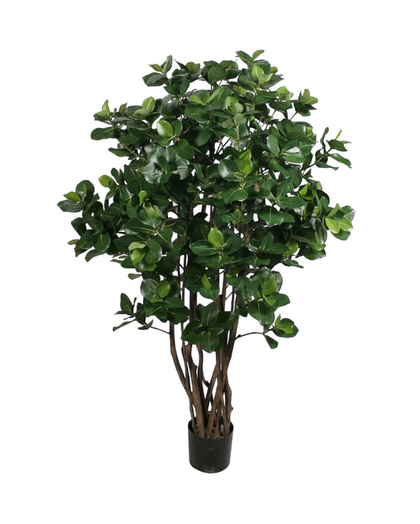 P1773-GOLDEN LAUREL TREE