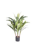 P1778-CORDYLINE PLANT