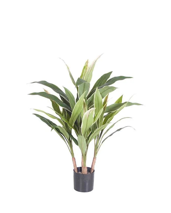 P1778-CORDYLINE PLANT