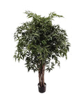 P1779-4 - PTD MING ARALIA TREE W