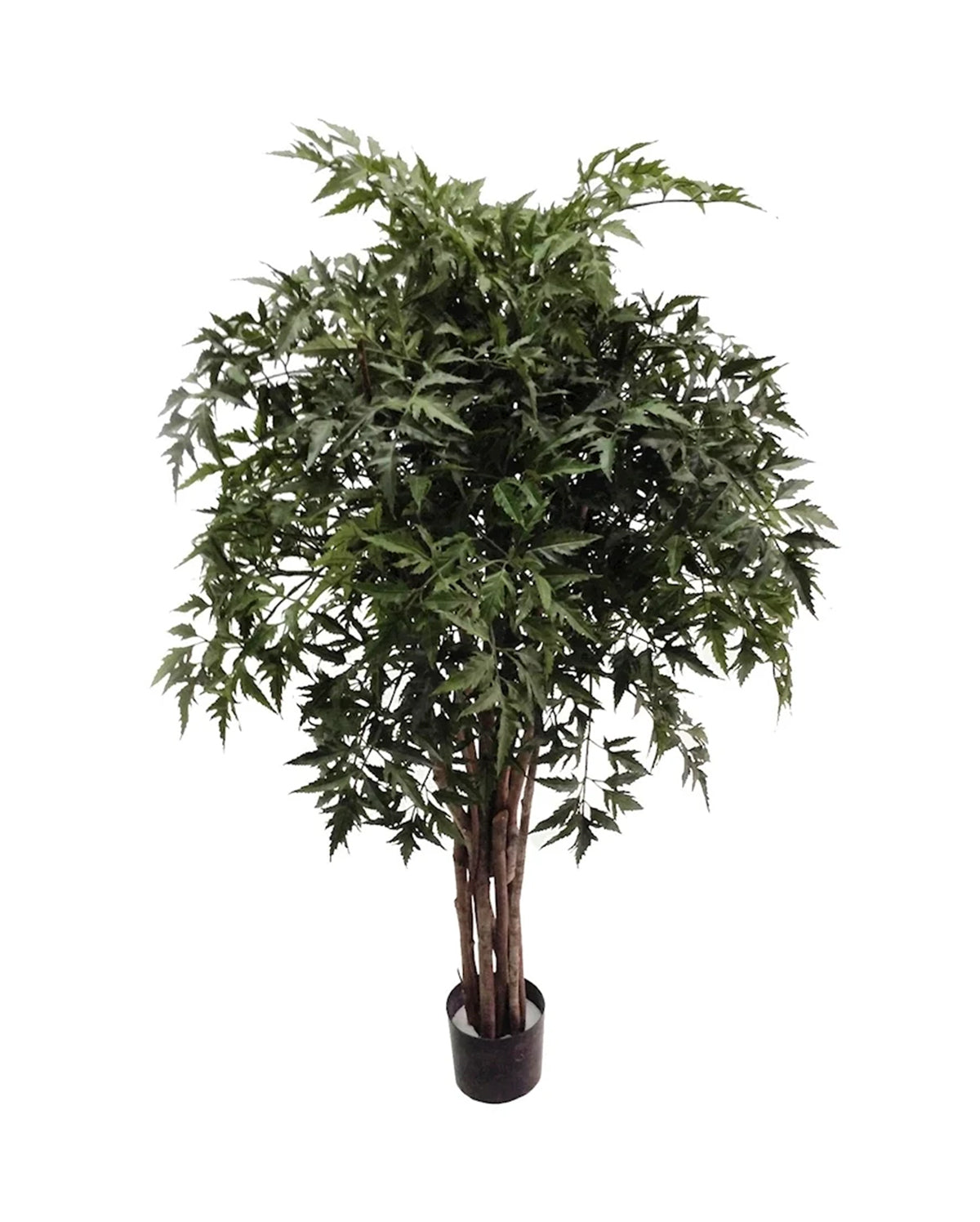 P1779-4 - PTD MING ARALIA TREE W