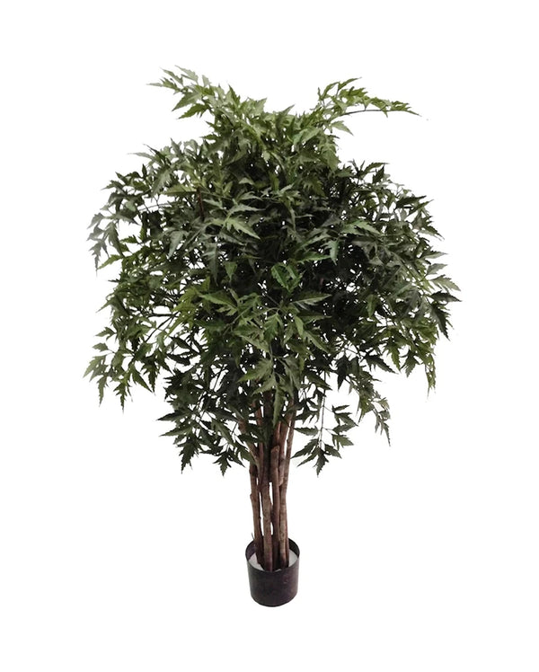 P1779-4 - PTD MING ARALIA TREE W