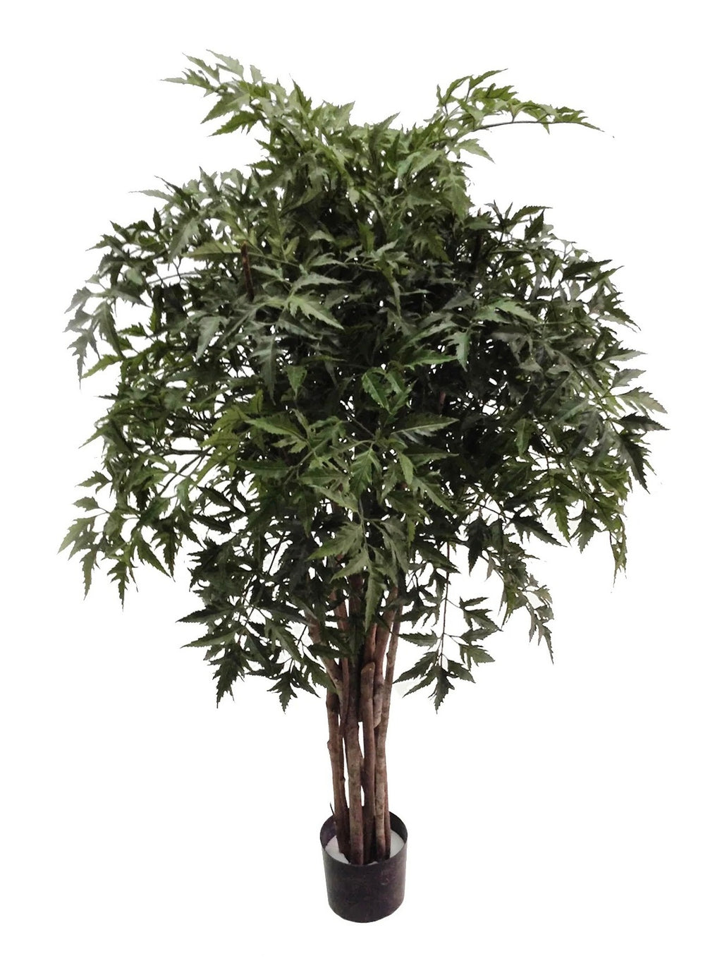 P1779-4 - PTD MING ARALIA TREE W
