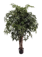 P1779-4 - PTD MING ARALIA TREE W