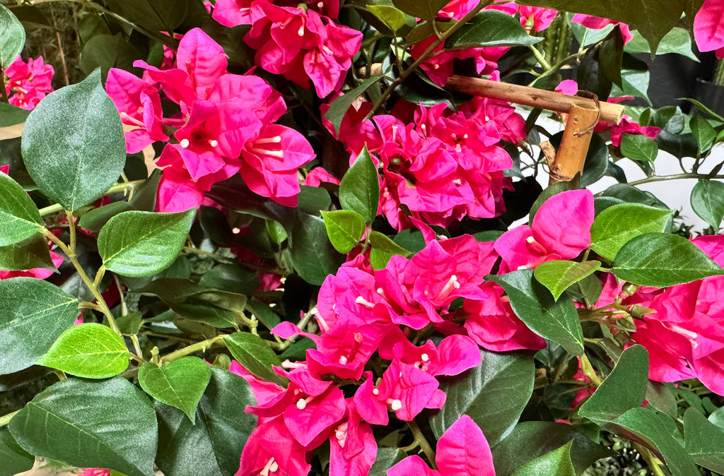 P1780-BOUGAINVILLEA ON TRELLIS