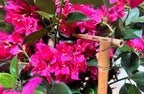 P1780-BOUGAINVILLEA ON TRELLIS