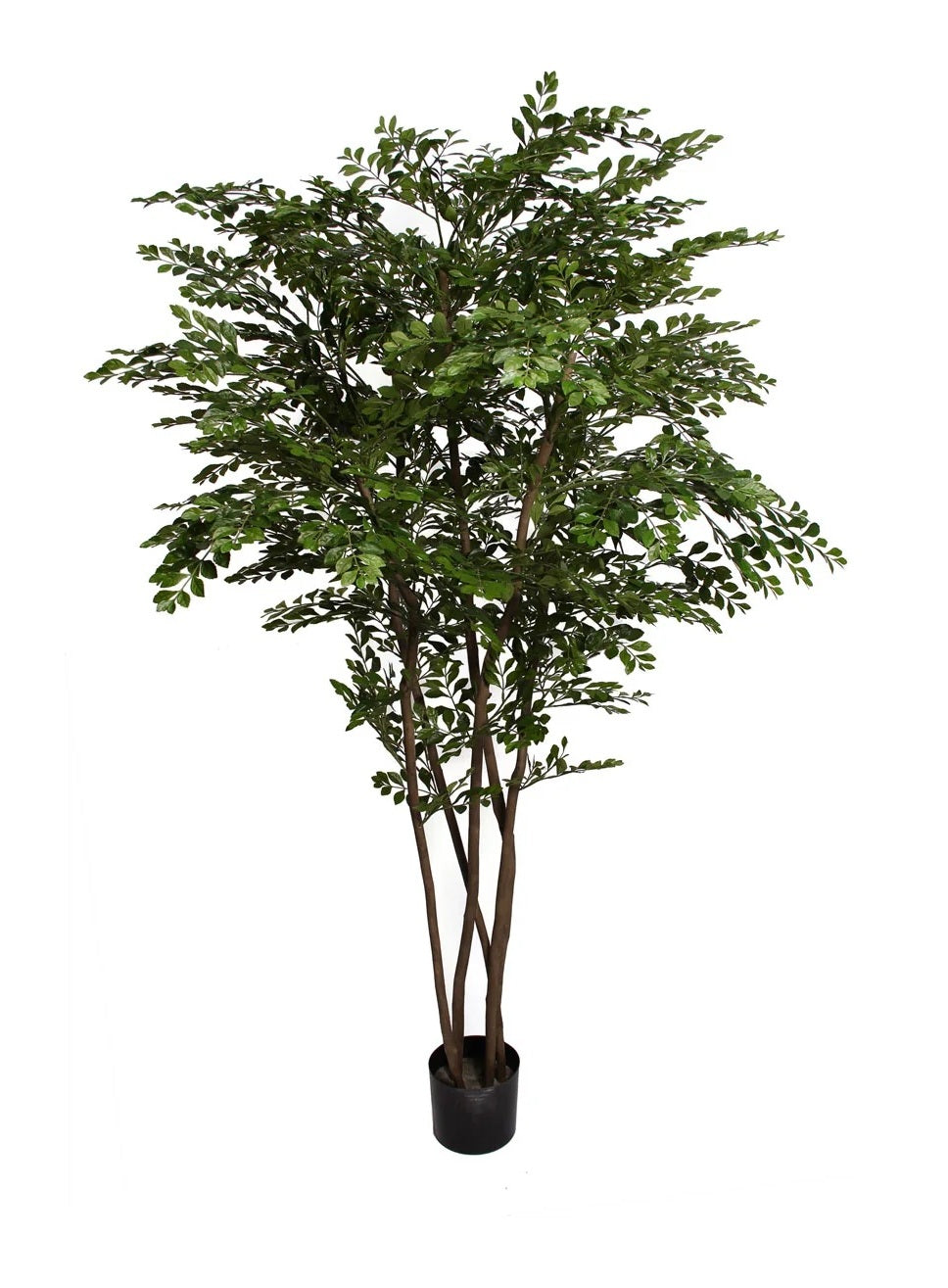 P1786- GOLDEN CHAIN TREE
