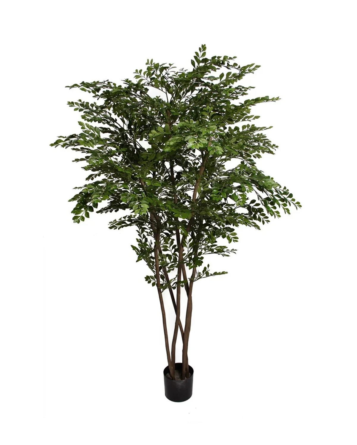 P1786- GOLDEN CHAIN TREE