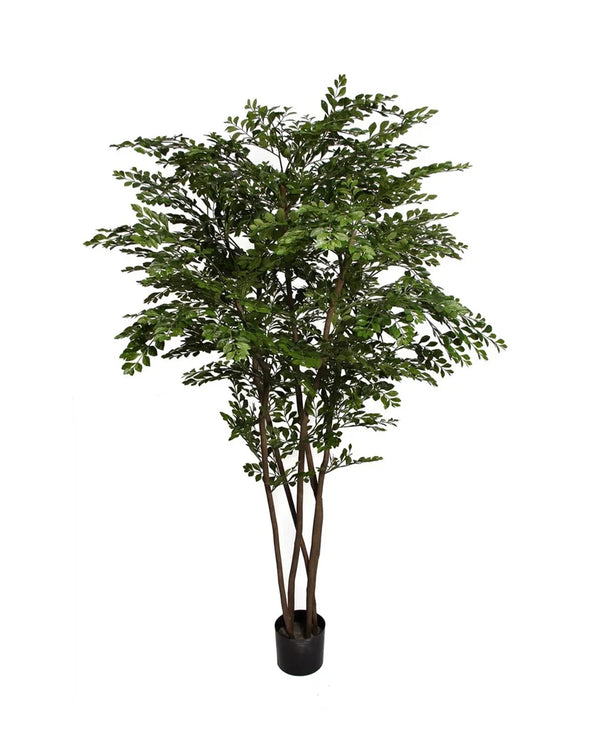 P1786- GOLDEN CHAIN TREE