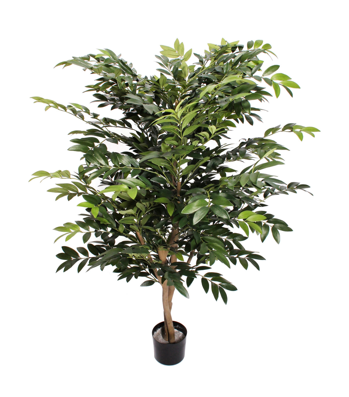 P1787-ASIAN RUSCUS TREE