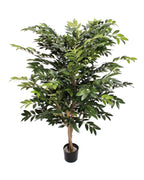 P1787-ASIAN RUSCUS TREE