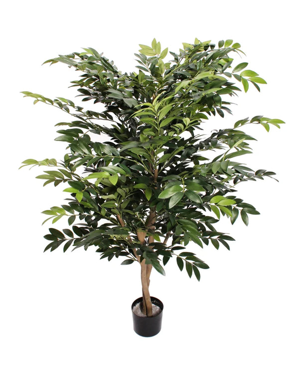 P1787-ASIAN RUSCUS TREE