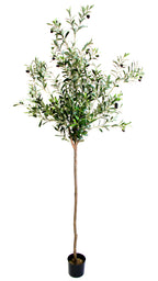P1789-OLIVE TREE