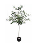 P1789-OLIVE TREE