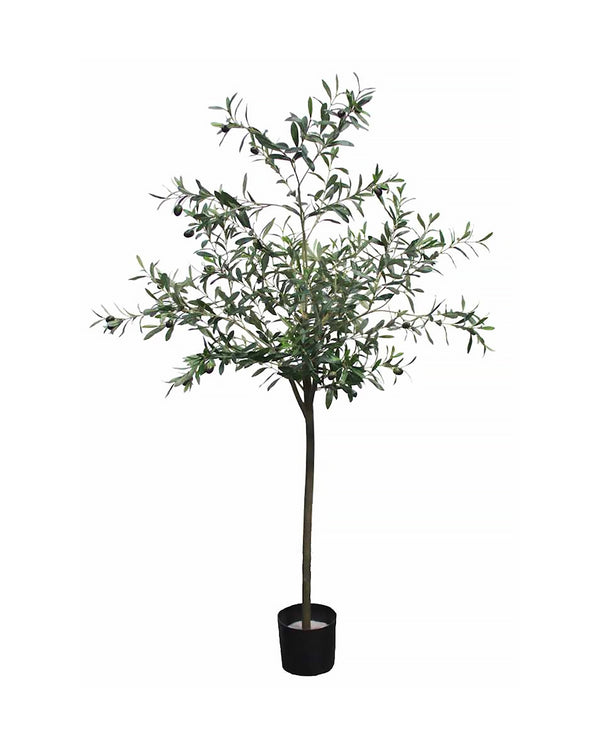P1789-OLIVE TREE