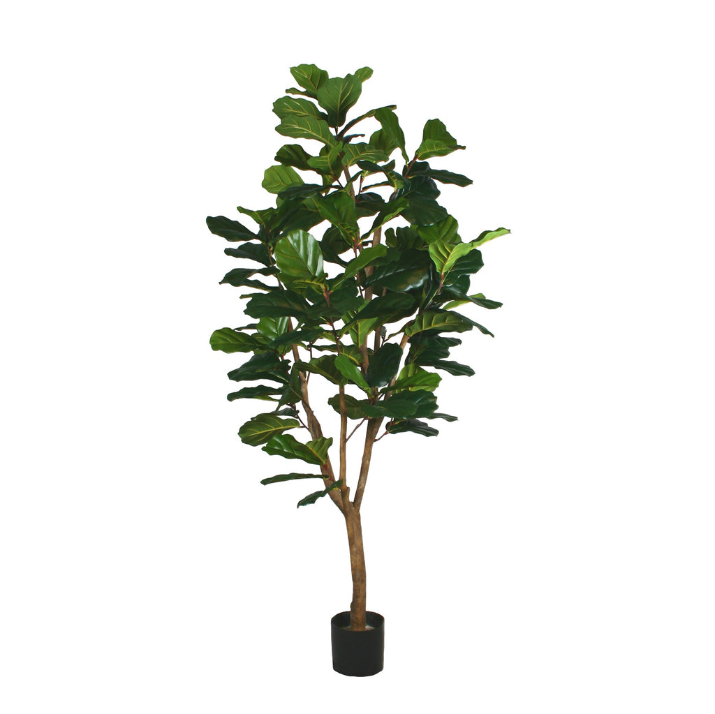 P1792-FIDDLE LEAF FIG TREE