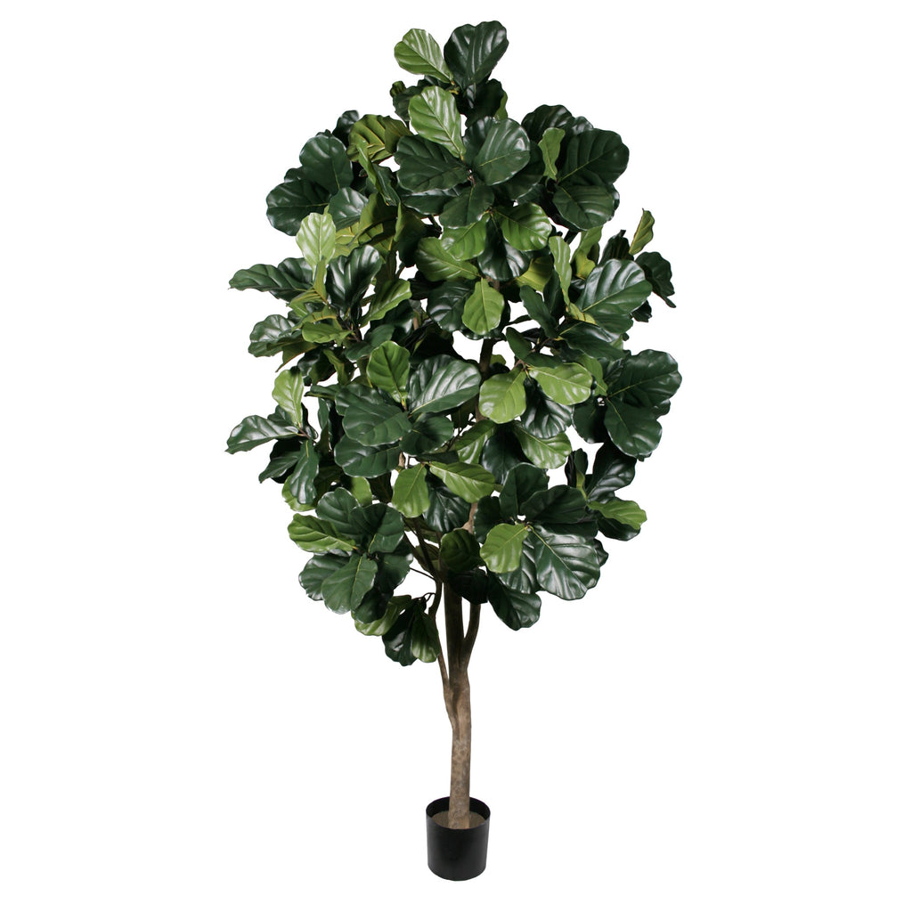 P1792-FIDDLE LEAF FIG TREE