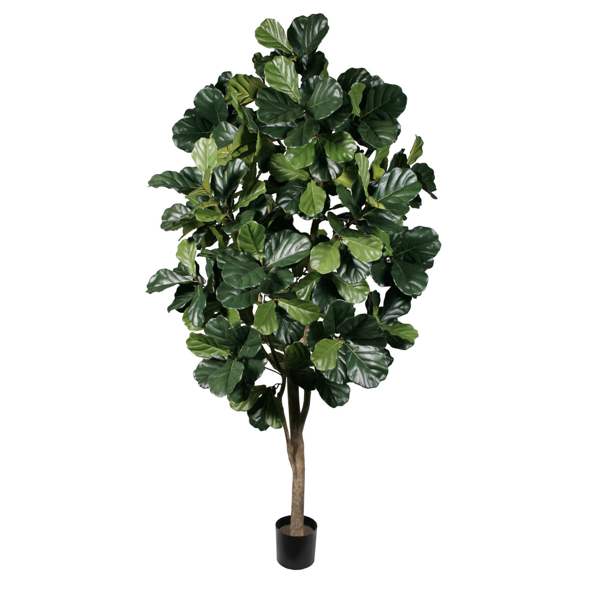 P1792-FIDDLE LEAF FIG TREE