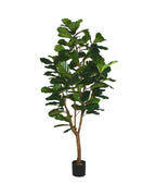 P1792-FIDDLE LEAF FIG TREE
