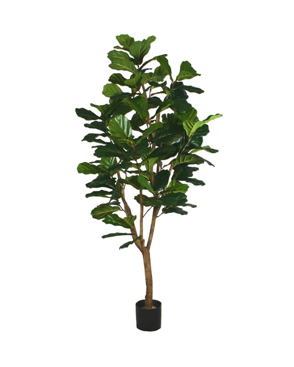 P1792-FIDDLE LEAF FIG TREE