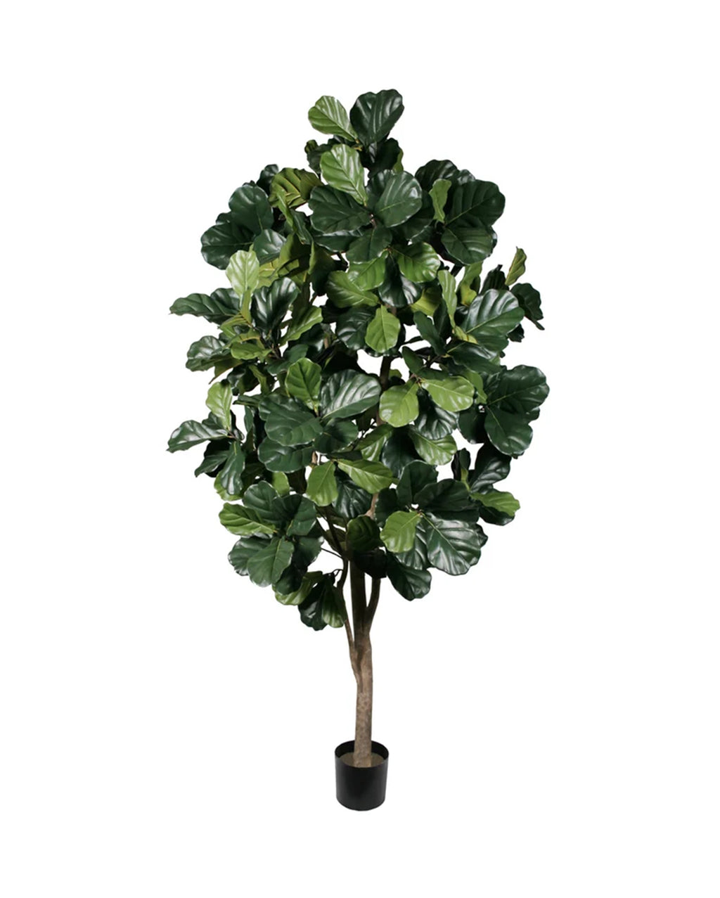 P1792-FIDDLE LEAF FIG TREE