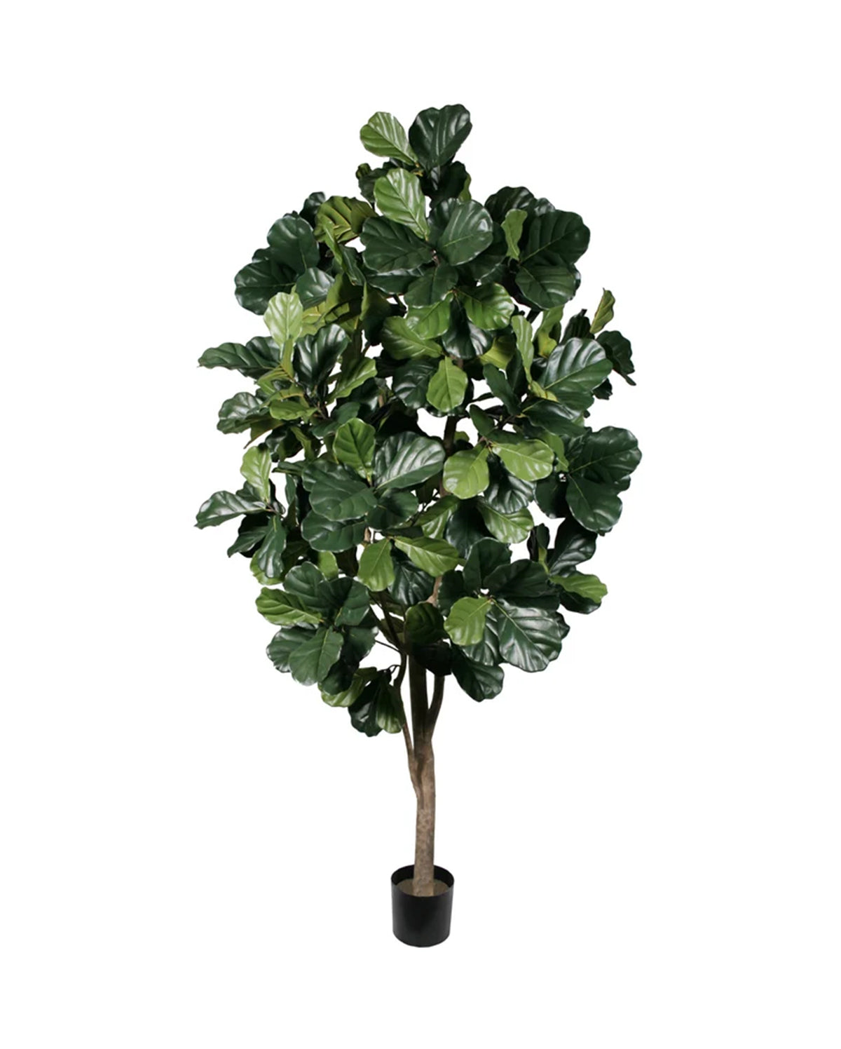 P1792-FIDDLE LEAF FIG TREE