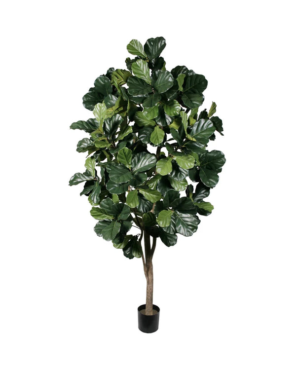 P1792-FIDDLE LEAF FIG TREE