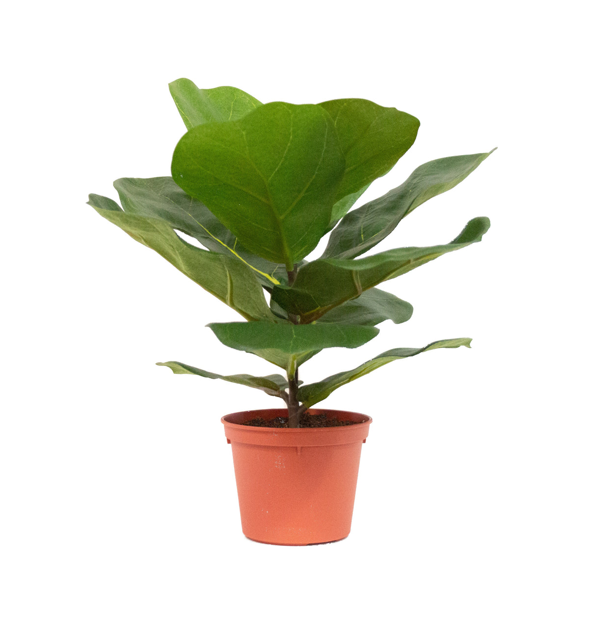 P1793 - FIDDLE LEAF PLANT