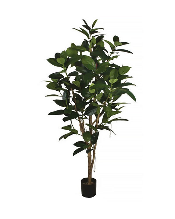 P1794-RUBBER TREE