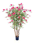 P1795-FUCHSIA BOUGAINVILLEA TREE