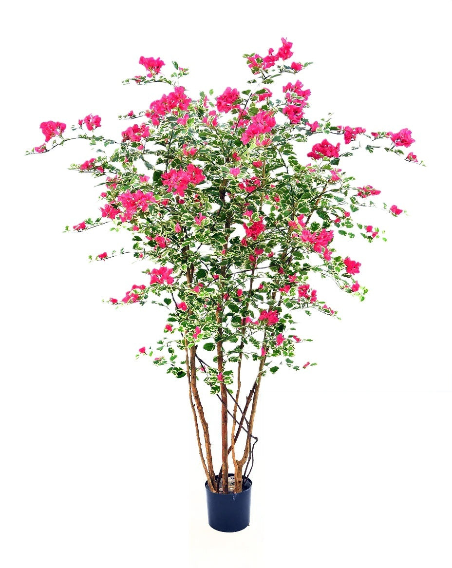 P1795-FUCHSIA BOUGAINVILLEA TREE
