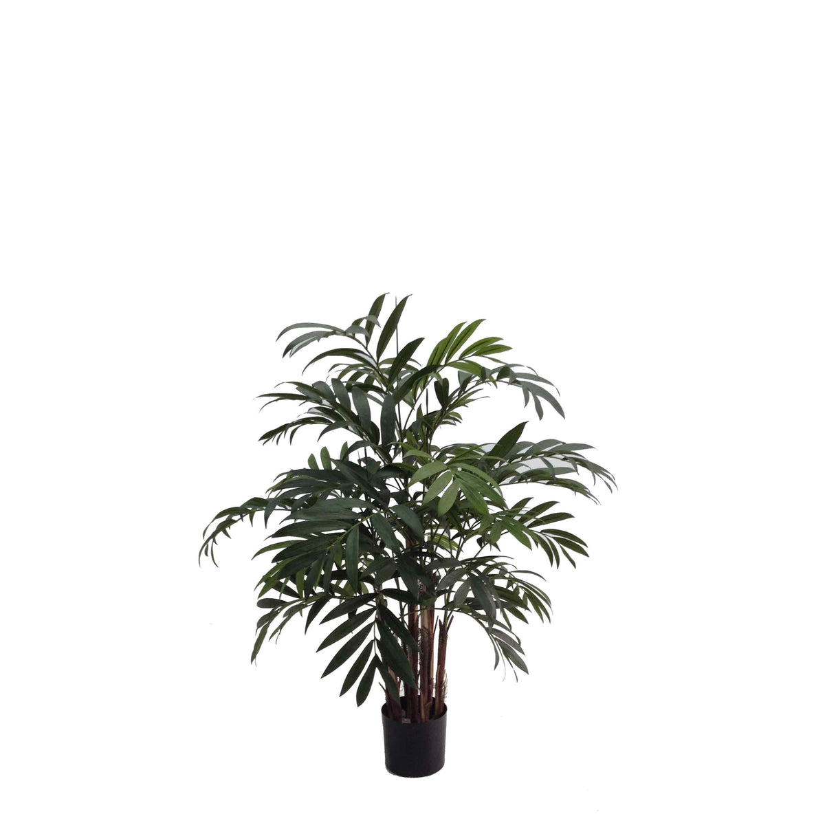 P1796-NEW BAMBOO PALM