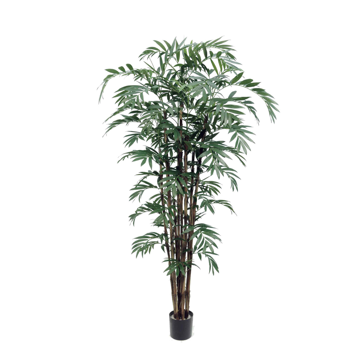P1796-NEW BAMBOO PALM