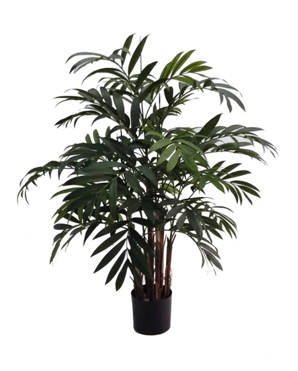 P1796-NEW BAMBOO PALM