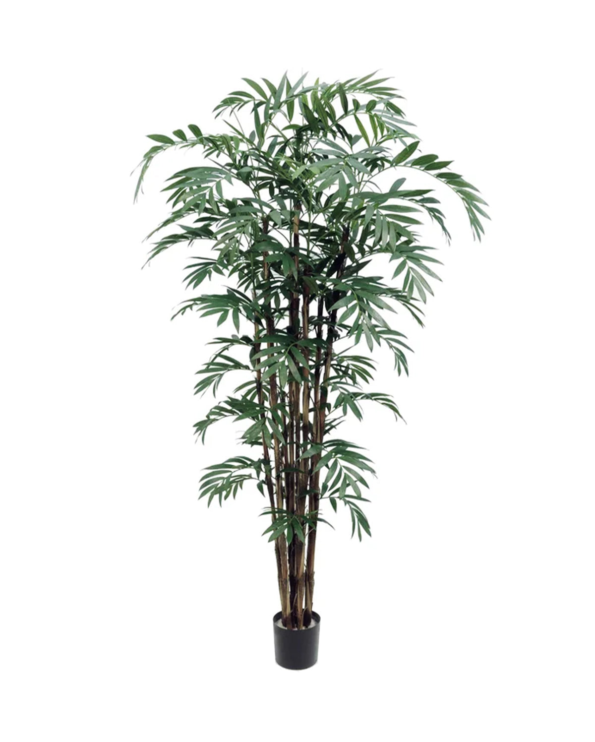 P1796-NEW BAMBOO PALM
