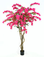 P1797-BOUGAINVILLEA TREE