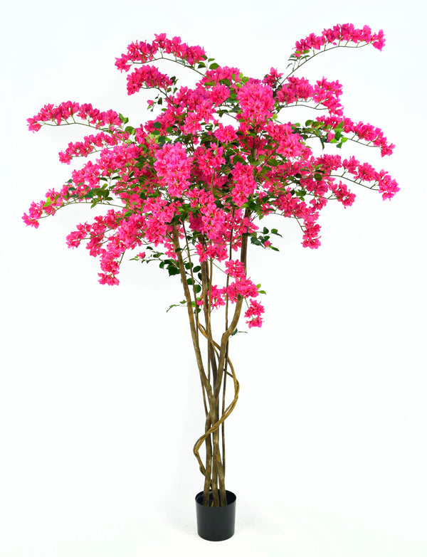 P1797-BOUGAINVILLEA TREE