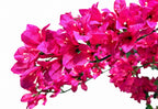 P1797-BOUGAINVILLEA TREE