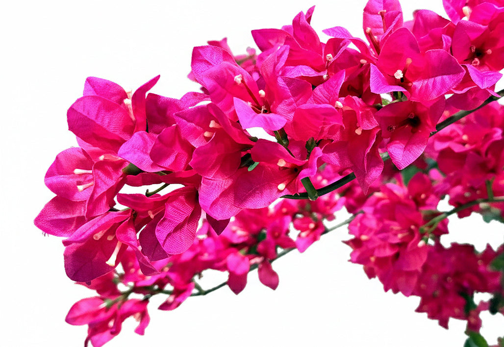 P1797-BOUGAINVILLEA TREE