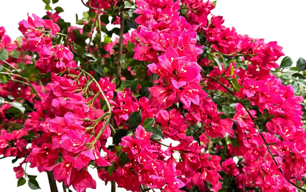 P1797-BOUGAINVILLEA TREE
