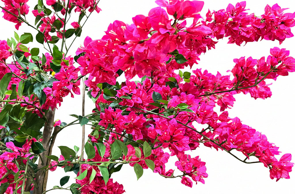 P1797-BOUGAINVILLEA TREE